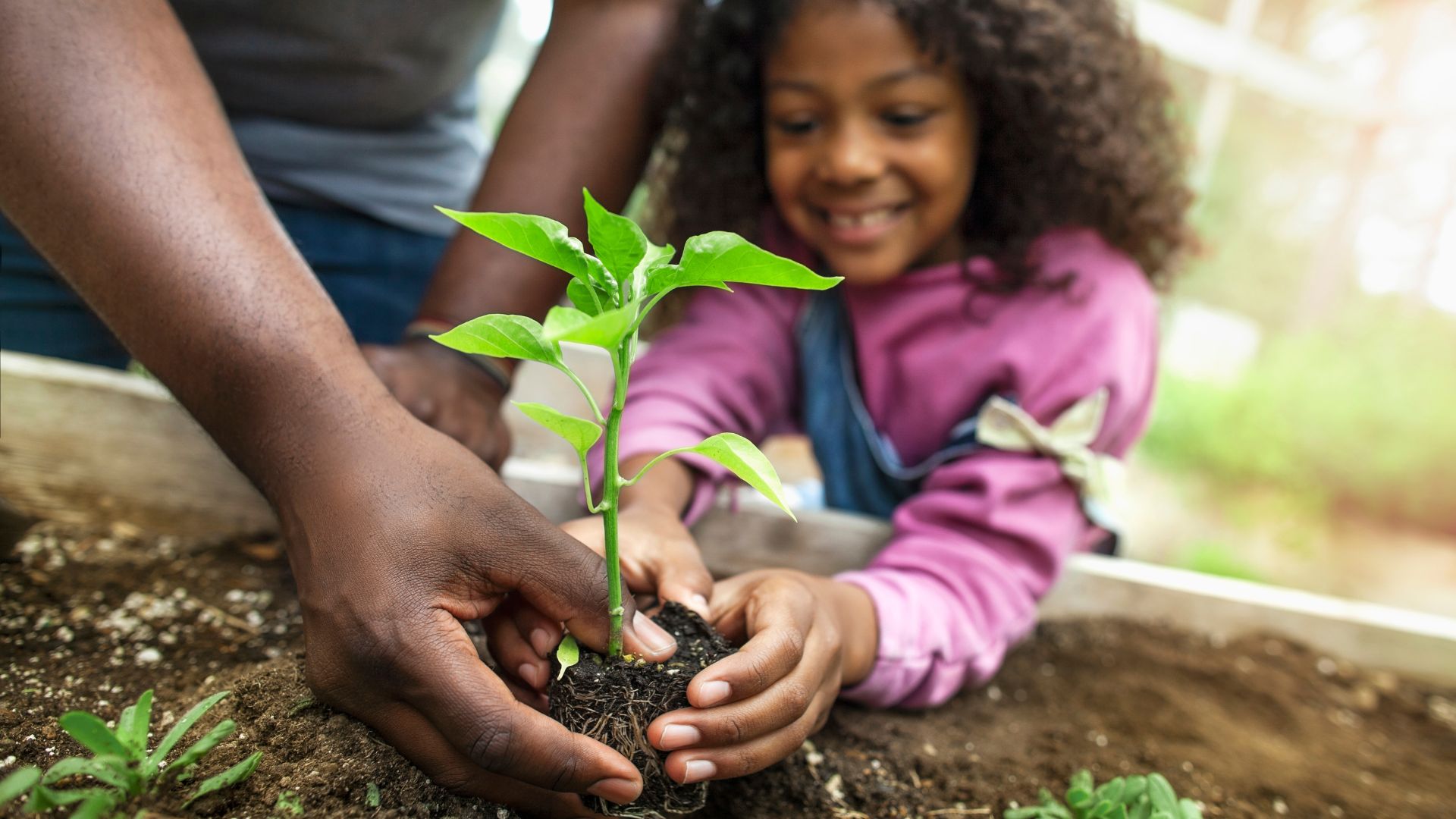 An image of a father and daughter replanting a plant in the ground.